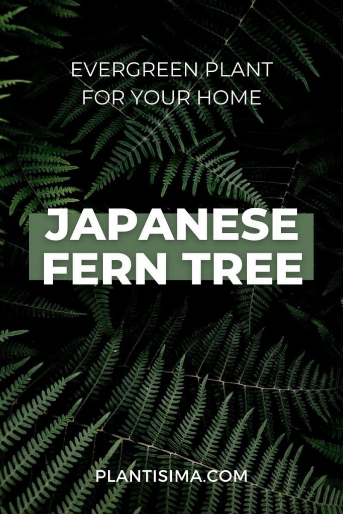 Japanese Fern Tree pin