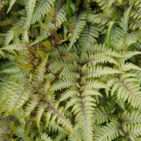 Japanese-Fern-Tree_-Evergreen-Plant-For-Your-Home