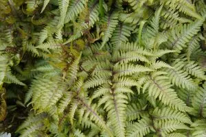 Japanese-Fern-Tree_-Evergreen-Plant-For-Your-Home