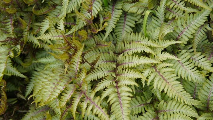 Japanese Fern Tree: Evergreen Plant For Your Home