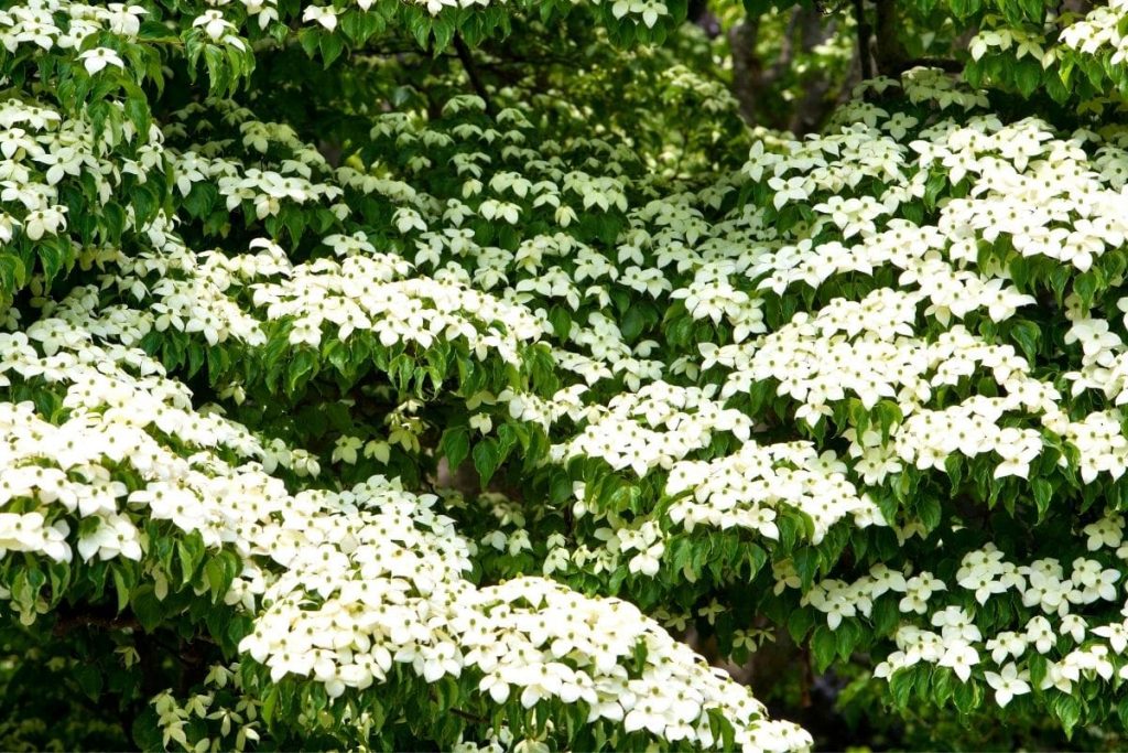 Japanese-Flowering-Dogwood-Cornus-Kousa-1