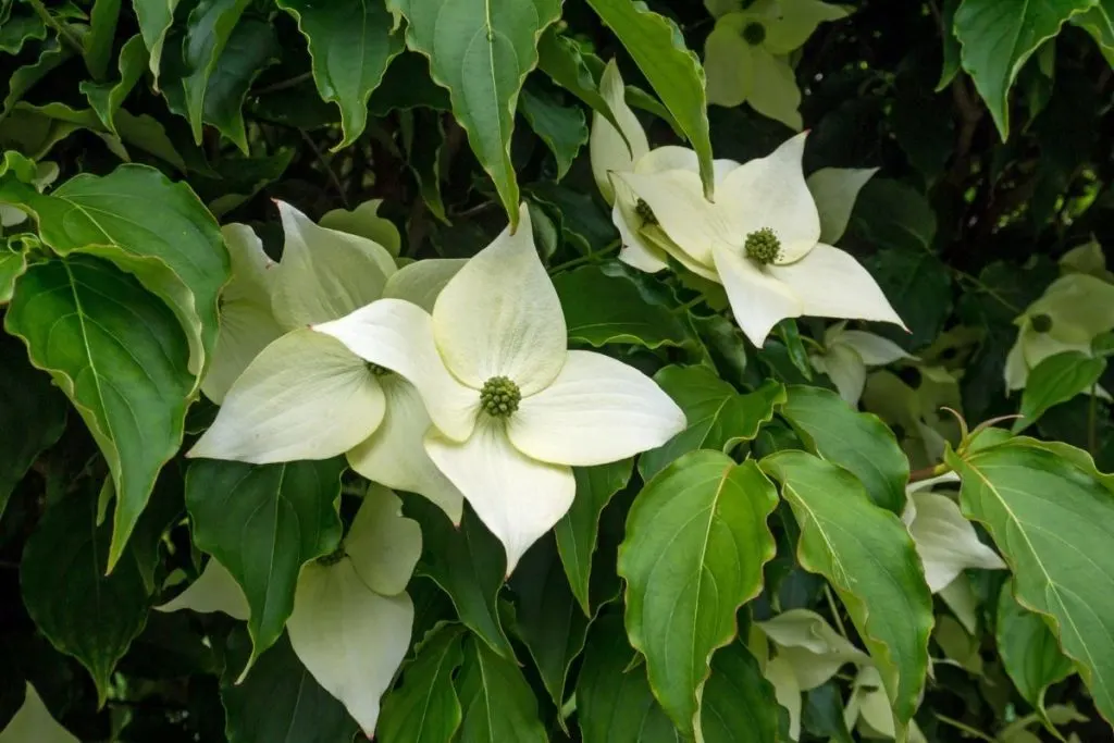 Japanese-Flowering-Dogwood-Cornus-Kousa-2