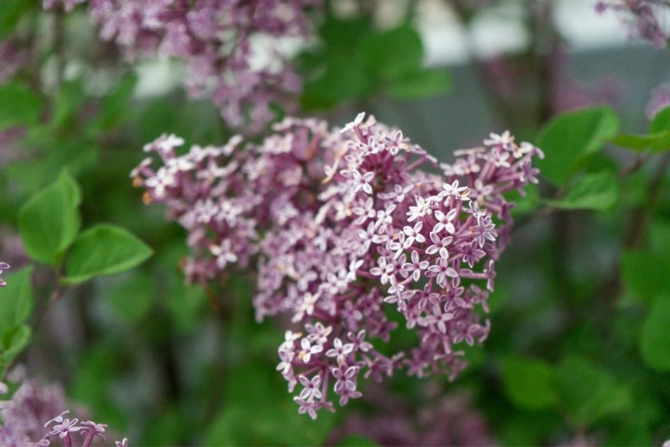 Tree With Purple Flowers: About Lovely Flowering Trees - Plantisima