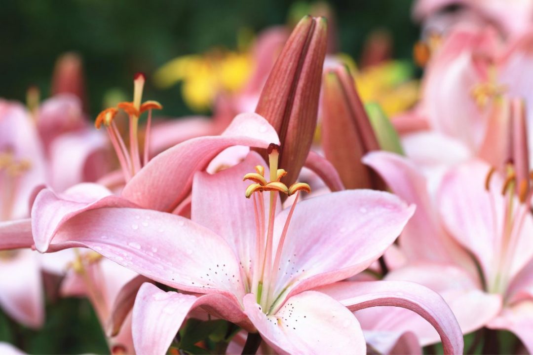 Types Of Lilies And Their Meanings Real Meaning Of The Beauty