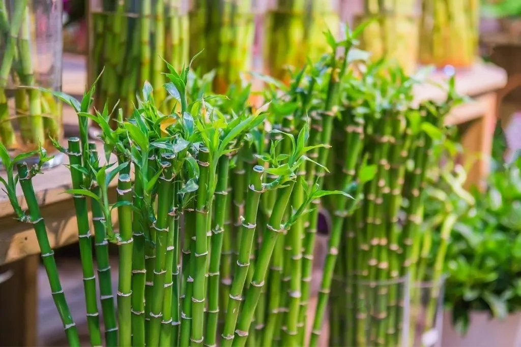 Lucky Bamboo Plants