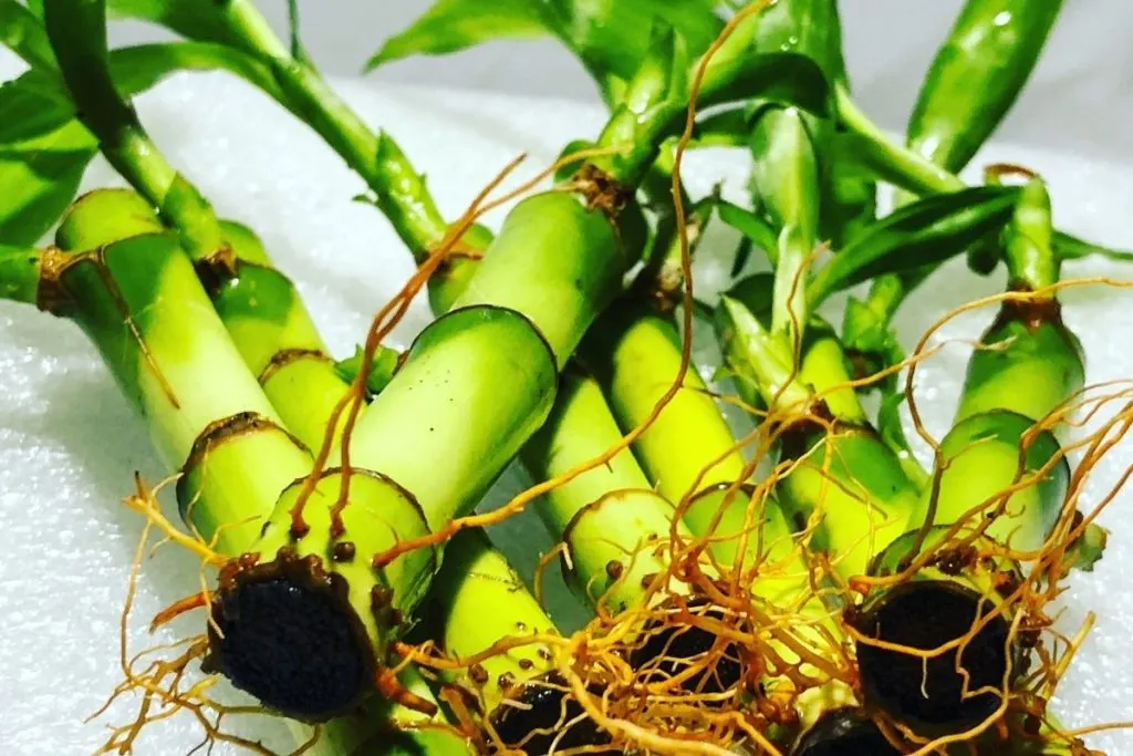 Lucky-Bamboo-Plants-Are-Not-So-Lucky-With-Black-Roots