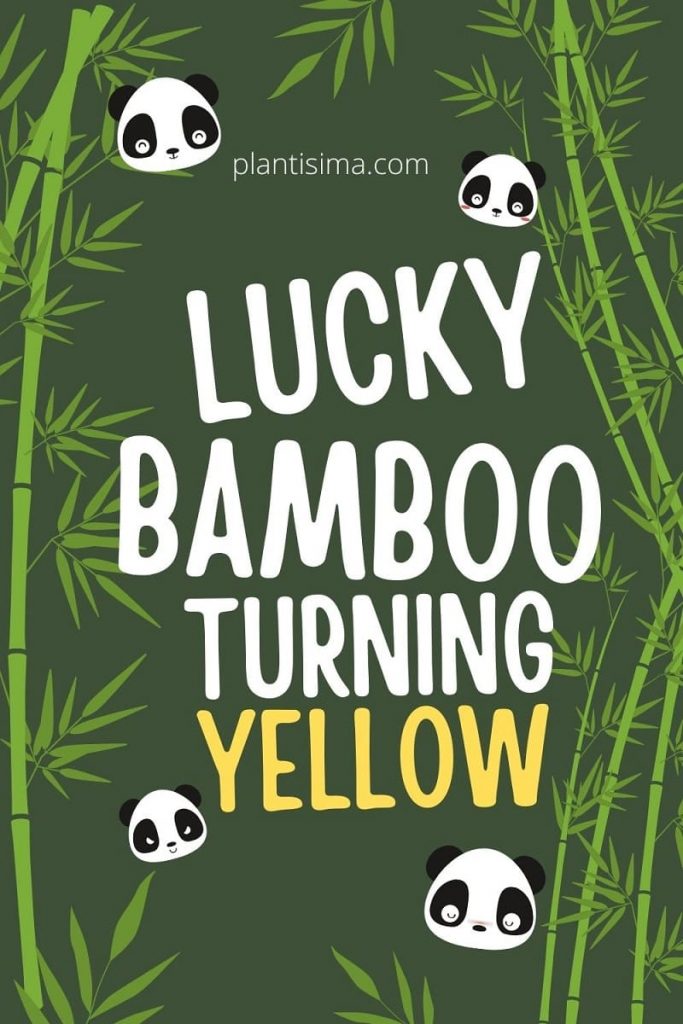 Lucky Bamboo Turning Yellow pin