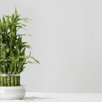 Lucky Bamboo Turning Yellow_ How To Prevent It