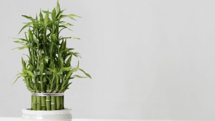 Lucky Bamboo Turning Yellow: Our Best Advice On How To Prevent It