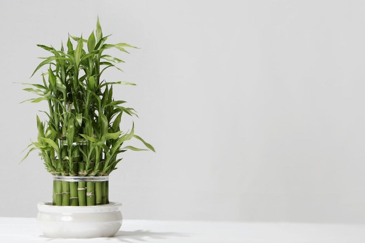 Lucky Bamboo Turning Yellow: How To Prevent It? - Plantisima