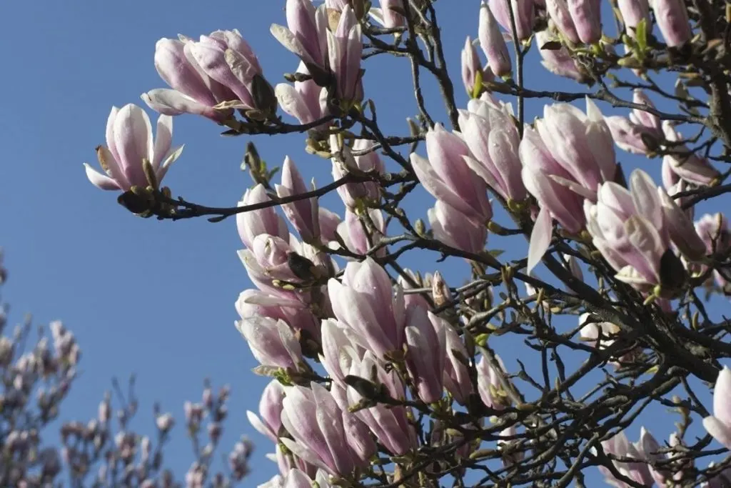Magnolia-X-Soulangeana-1 tree with white flowers