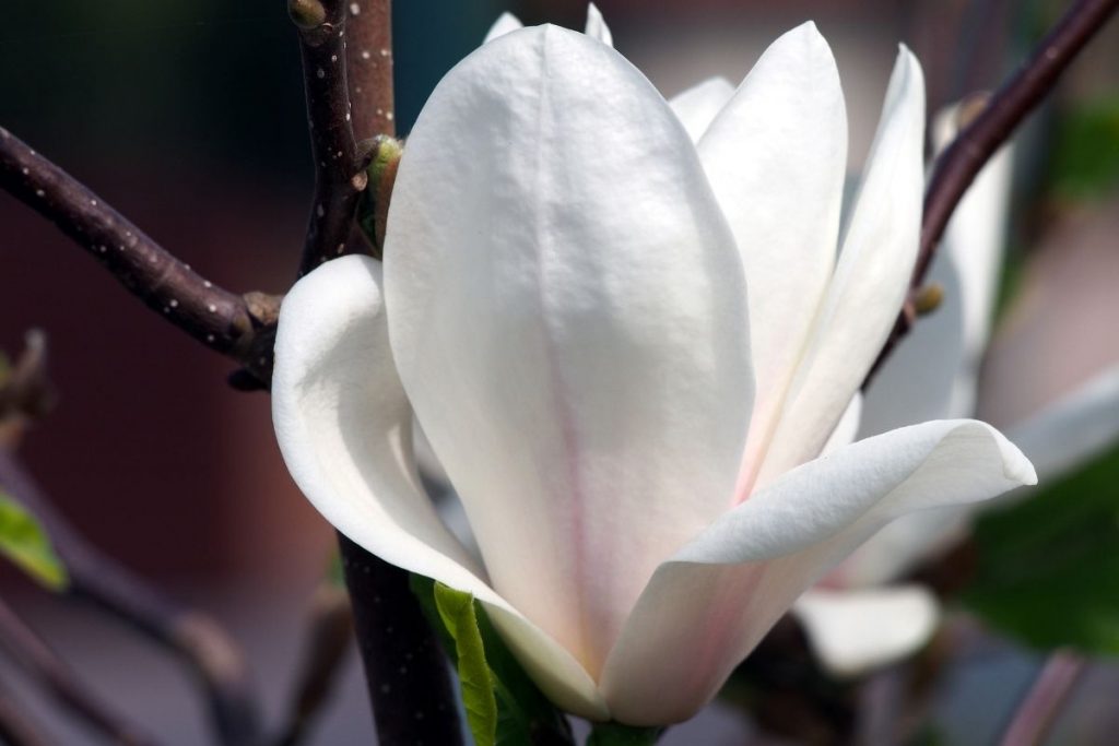 Magnolia-X-Soulangeana-2 tree with white flowers