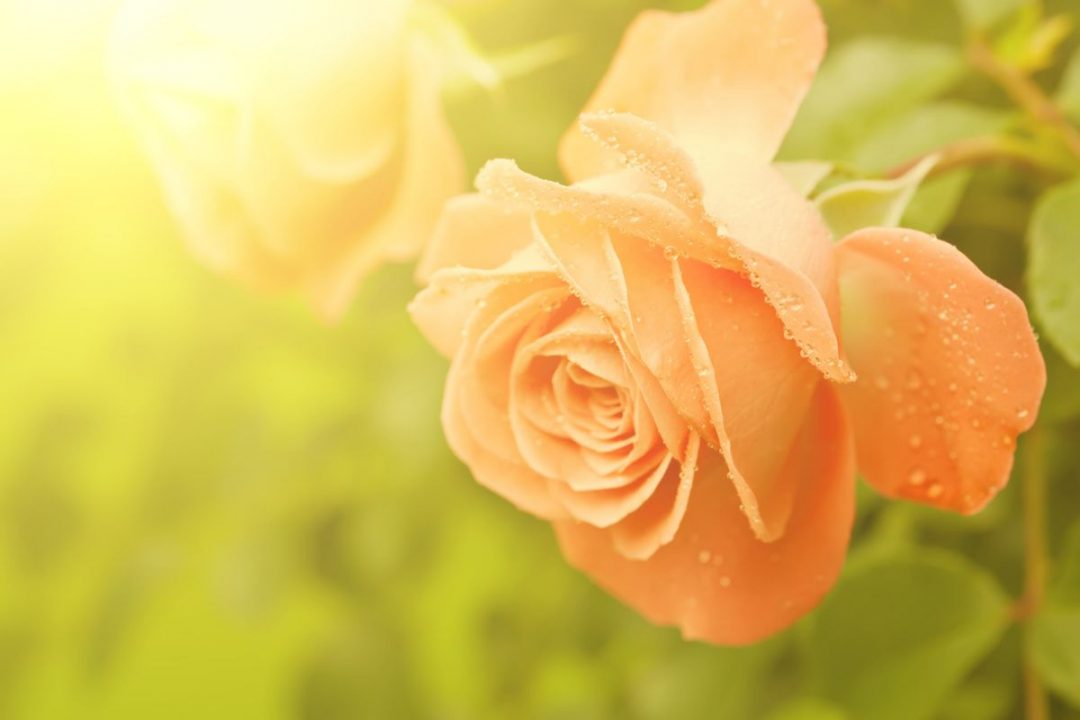 Orange Roses Meaning Rosa Tropicana Hidden Symbolism Plantisima