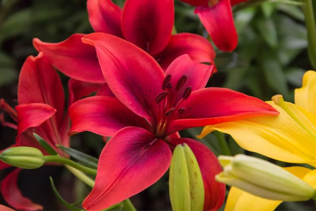 Meanings-by-the-colors-of-the-great-lily-flowers, types of lilies and their meanings
