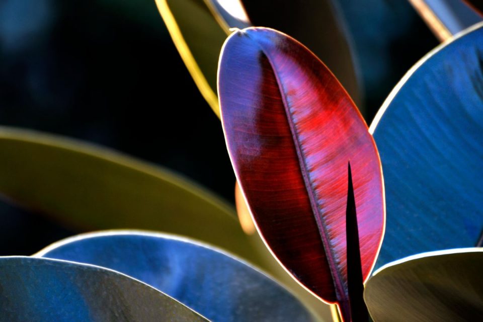 Why Are Rubber Plant Leaves Drooping? Causes And Solutions Plantisima