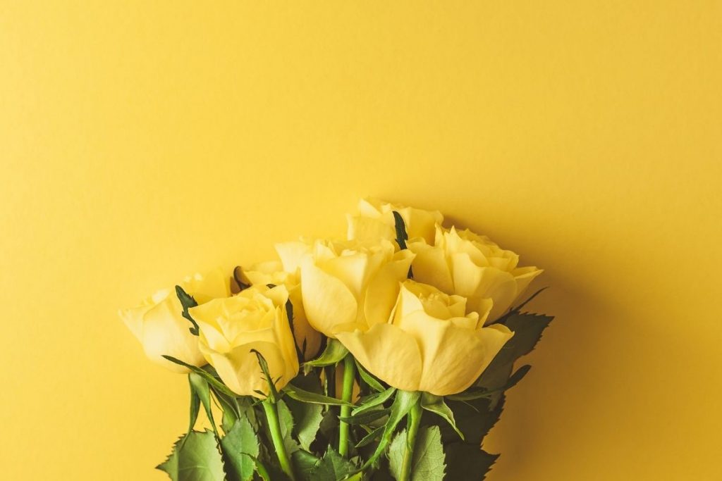 Negative-Symbolism-Of-The-Yellow-Rose-In-Relationship-And-Not