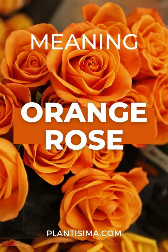 Orange Roses Meaning pin