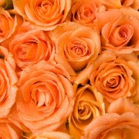 Orange-Roses-Meaning_-Rosa-Tropicana-Hidden-Symbolism
