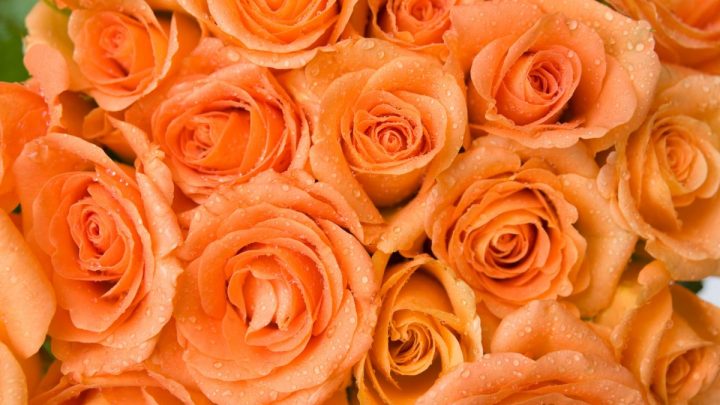 Orange Roses Meaning: Rosa Tropicana Hidden Symbolism
