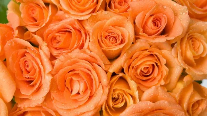 Why Orange Roses Are the Perfect Flower for Passion and Energy