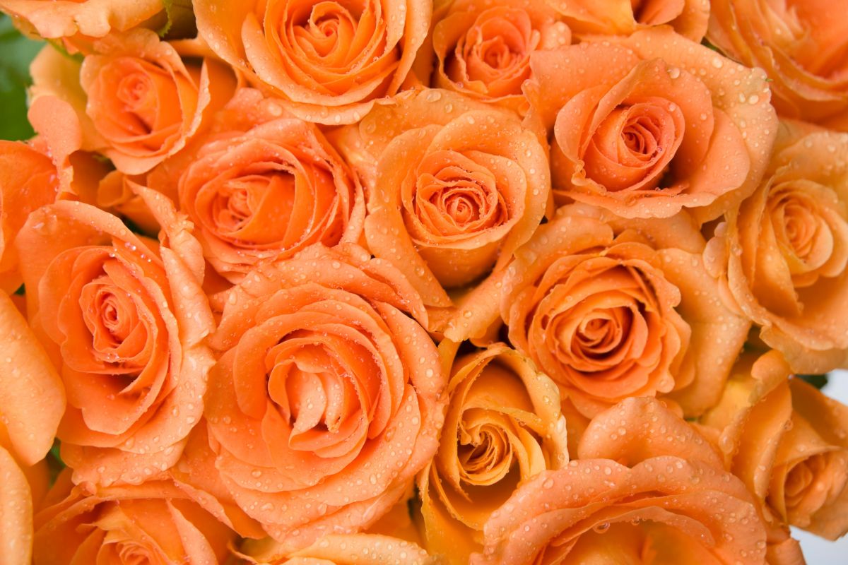 Orange-Roses-Meaning_-Rosa-Tropicana-Hidden-Symbolism