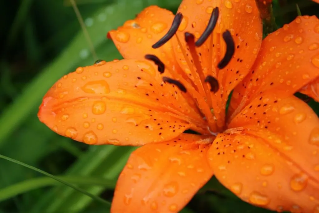 Orange-lily-Meaning-and-symbolism, types of lilies and their meanings