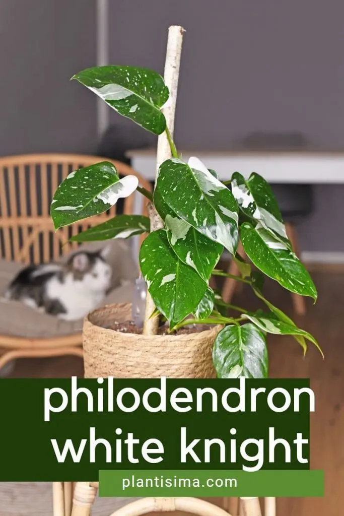 Philodendron White Knight pin