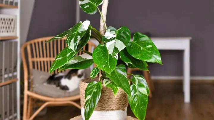 White Knight Philodendron A Noble Plant Worthy of Royal Care