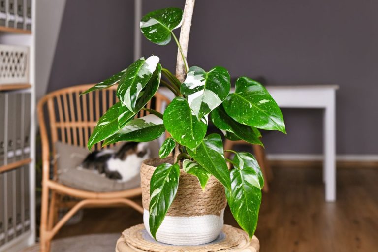 Philodendron White Knight Ultimate Guide For His Majesty