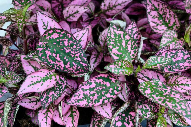 Purple House Plants: Bring Floral Colors To Your Home - Plantisima