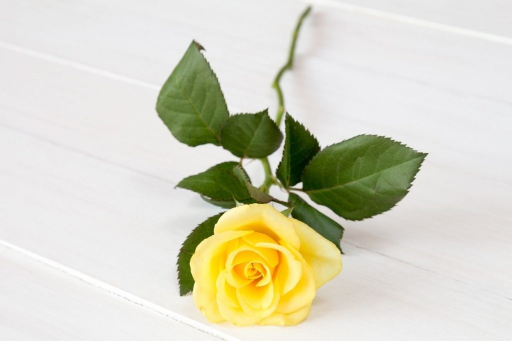Positive-Symbolism-Of-The-Yellow-Rose-In-Relationship-And-Not