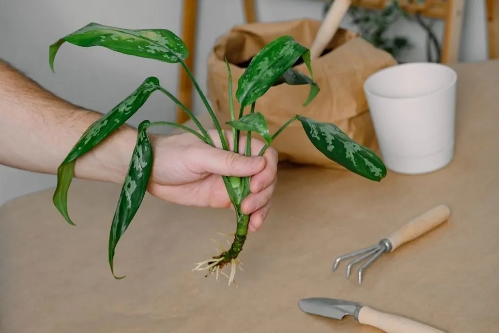 Propagation From Aglaonema Varieties-Seeds