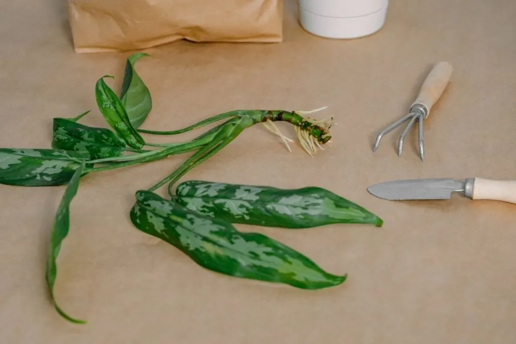 Propagation From Cutting Aglaonema