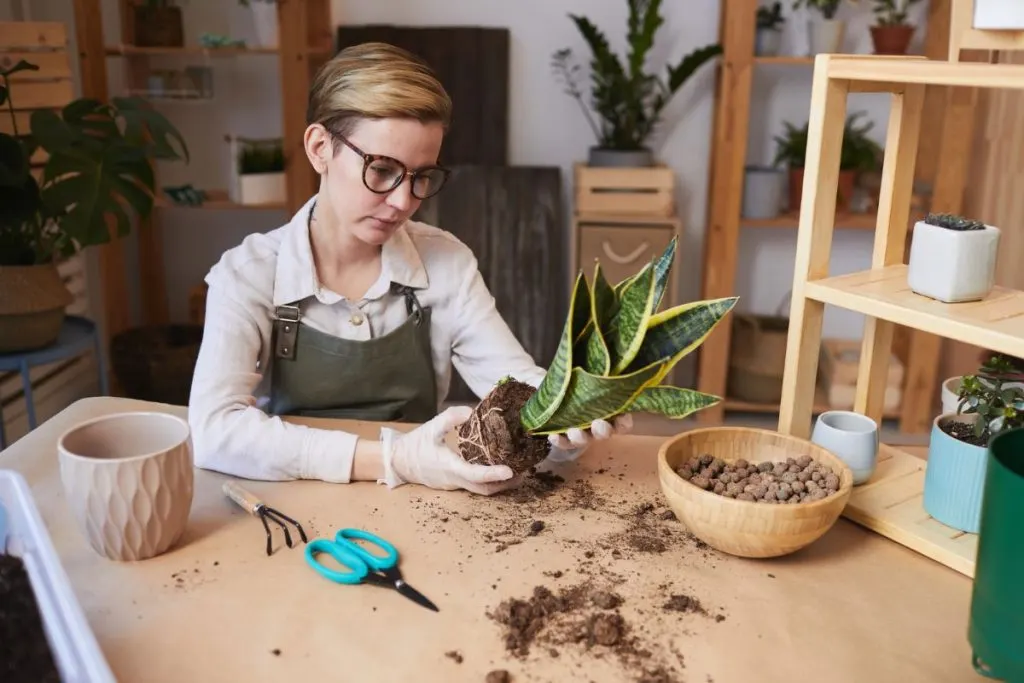 Propagation-Of-The-Snake-Plant