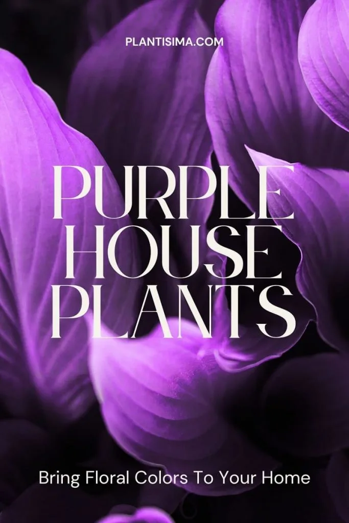 Purple House Plants pin