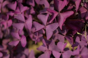 Purple-House-Plants_-Bring-Floral-Colors-To-Your-Home