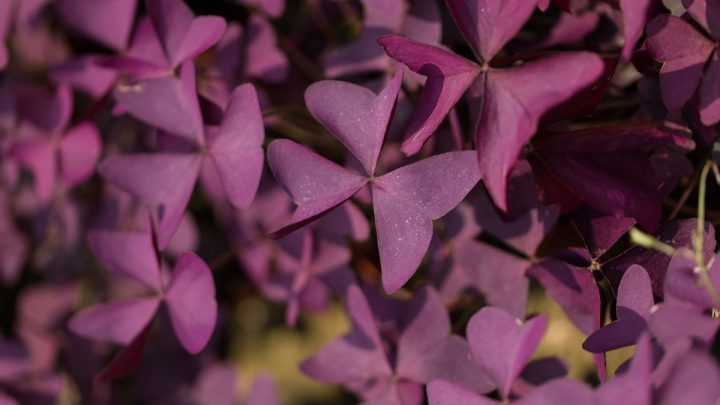 Purple House Plants: Bring Floral Colors To Your Home