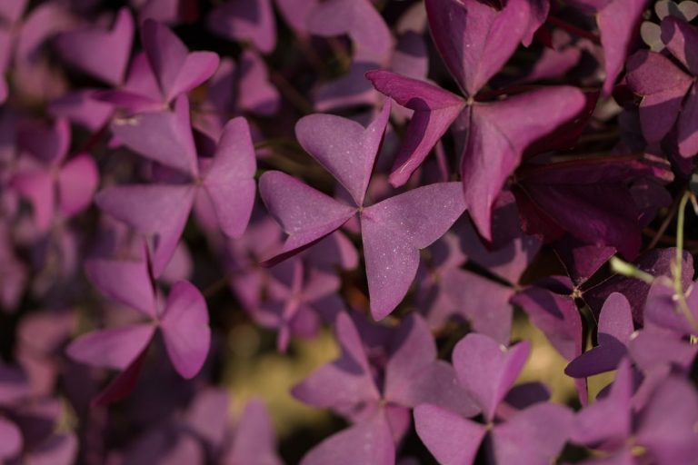 Purple-House-Plants_-Bring-Floral-Colors-To-Your-Home