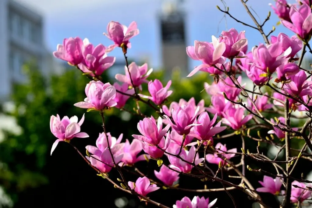 Purple-Lily-Magnolia