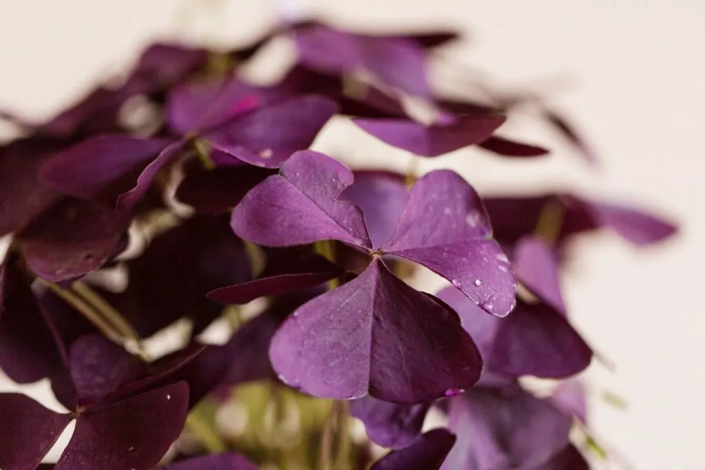 Purple-Shamrock-Oxalis-Triangularis