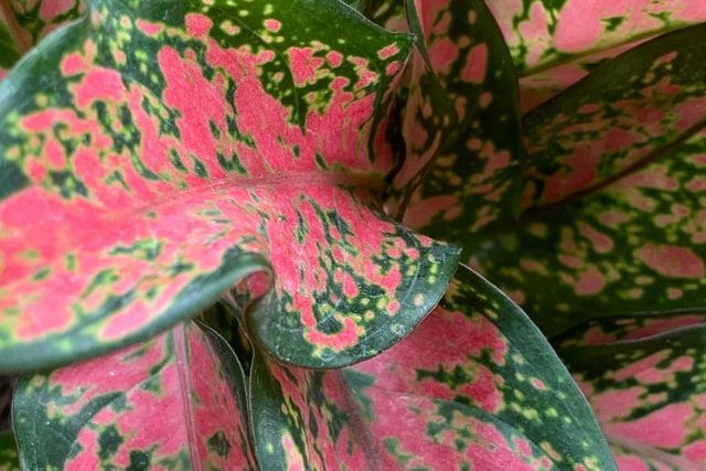 Aglaonema Varieties: A Guide For A Splendid Indoor Plant - Plantisima