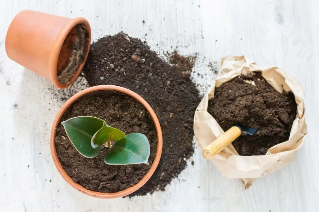 Repot-rubber-trees_-When-is-the-right-time-for-repotting