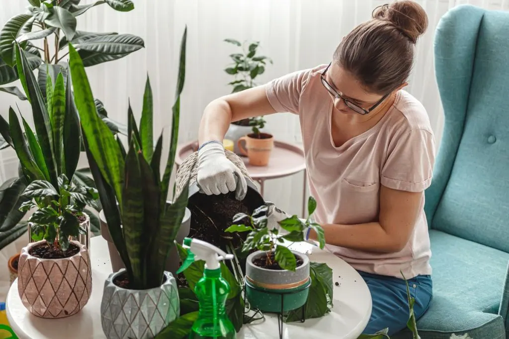 Repotting