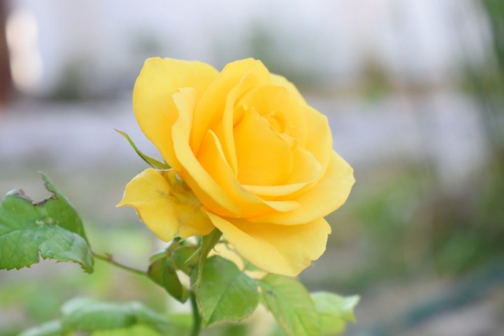 Rose-Color-Meanings-And-Yellow-Rose-Meaning-In-Relationship