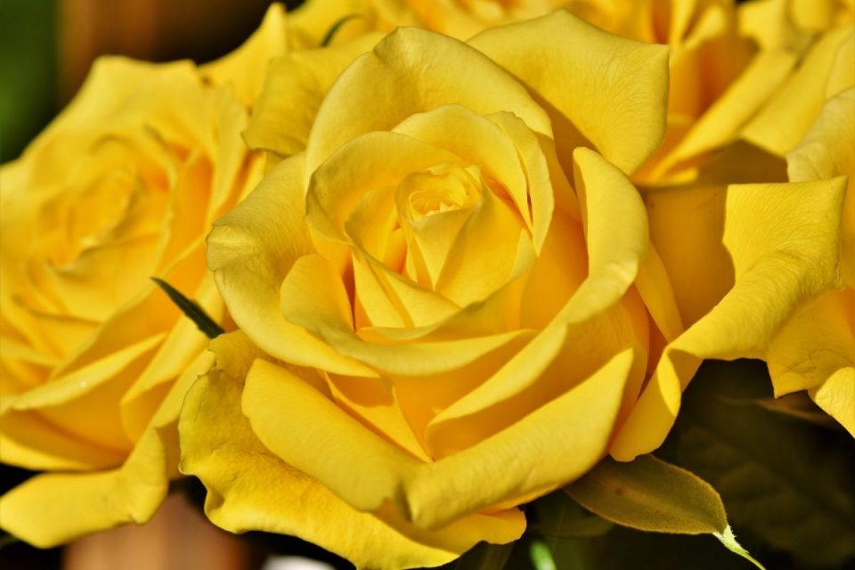 Yellow Rose Meaning In Relationship & Top 3 Yellow Rose Types Plantisima