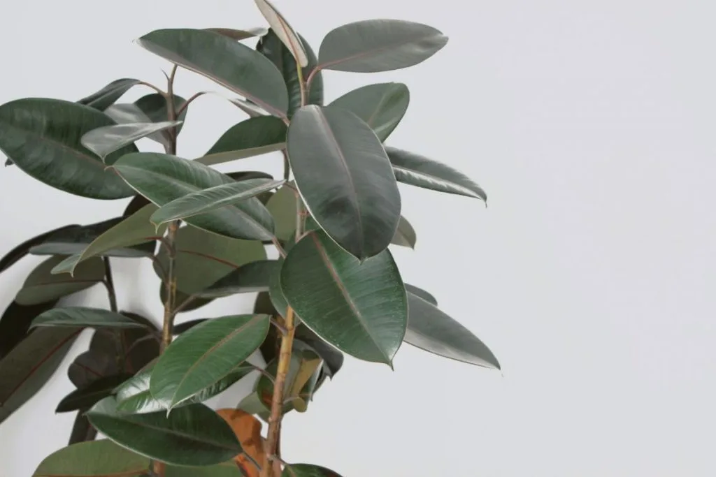 Rubber-tree-houseplant_-Growth-habit-and-size