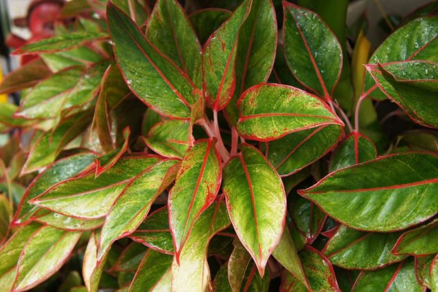 Aglaonema Varieties: A Guide For A Splendid Indoor Plant - Plantisima