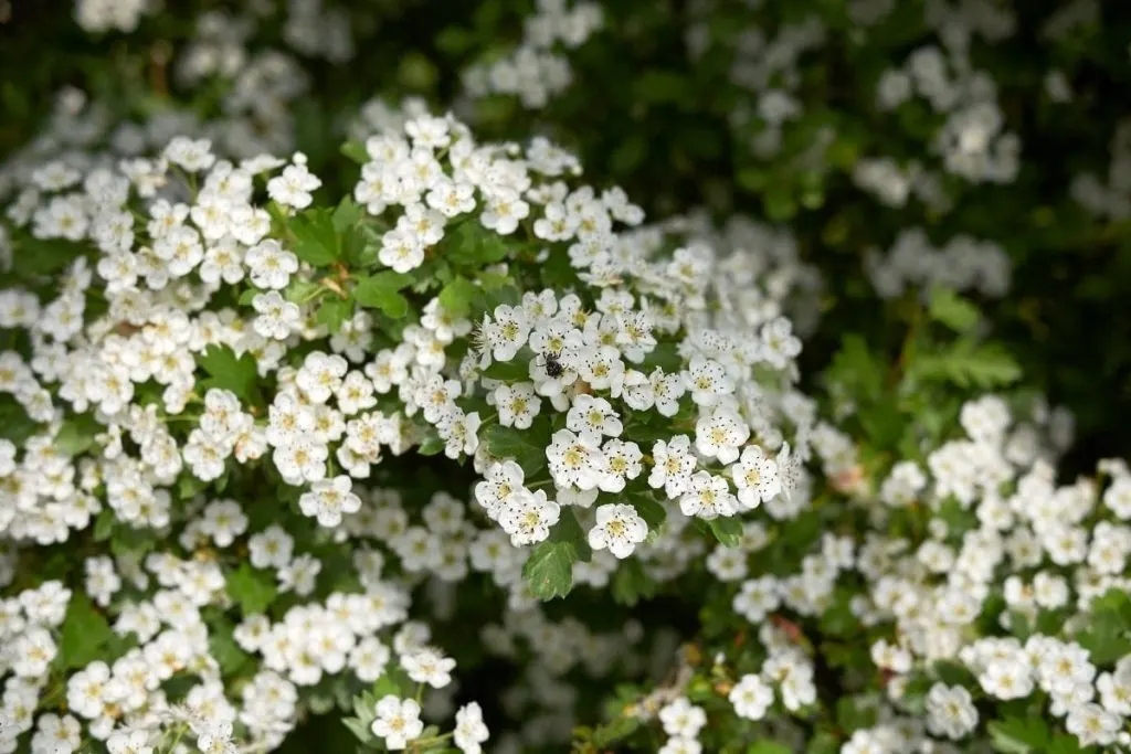 Single-Hawthorn-Common-Hawthorn-Crataegus-Monogyna-1 tree with white flowers