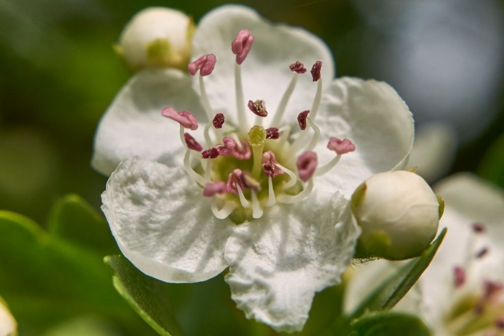 Single-Hawthorn-Common-Hawthorn-Crataegus-Monogyna-2 tree with white flowers
