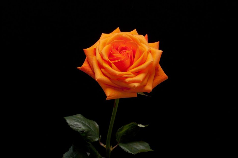 Orange Roses Meaning Rosa Tropicana Hidden Symbolism Plantisima